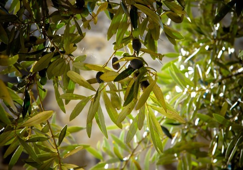 Italian Olive tree