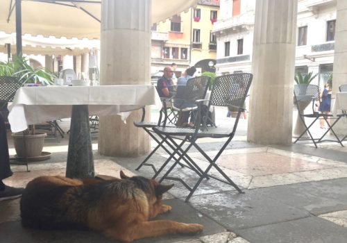 dogs in italy